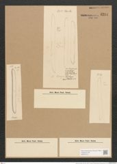 Nitzschia kurzii Rabh. (de-Toni-Nr.: Genus 47, Species 2109) Zeichnungen Sammlung Grunow Nr. 4214 (NHMW-BOT-W0372144)